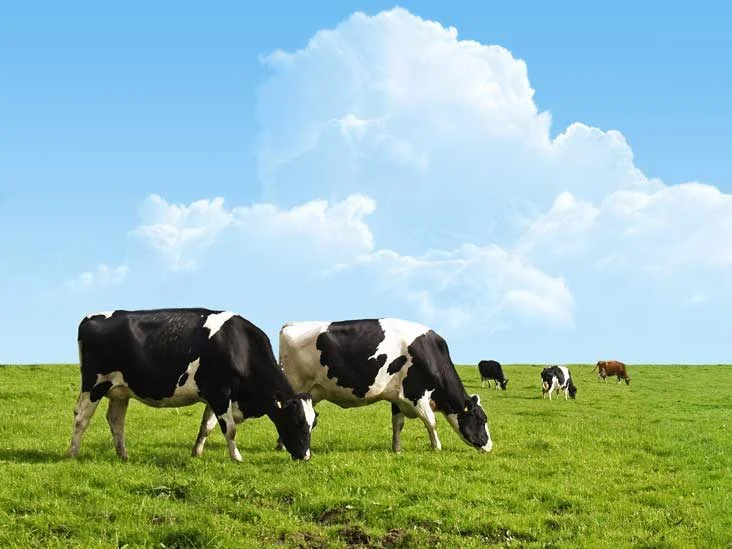 How Eating Grass-Fed Meat Can Affect Your Health